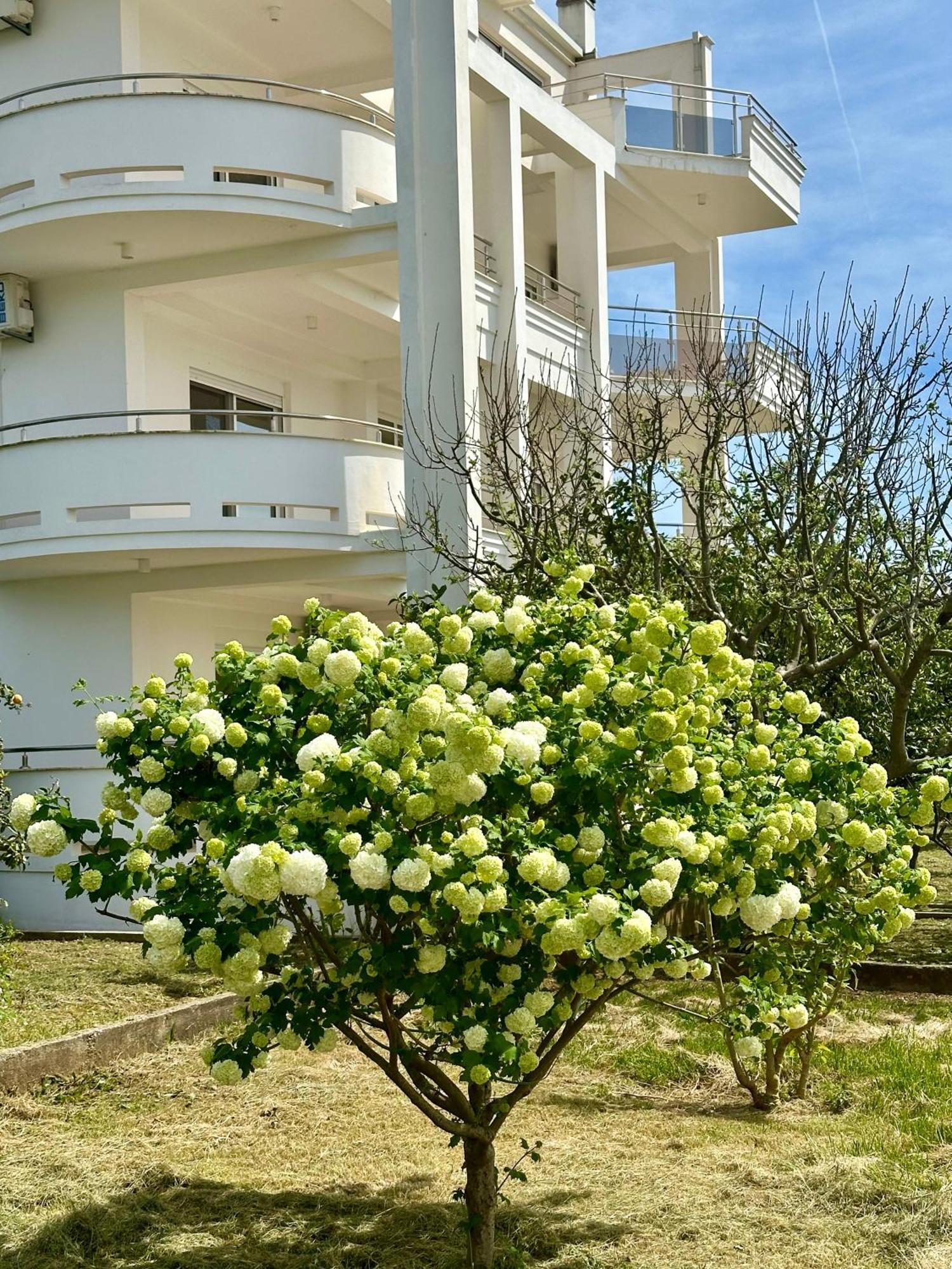 Le Domaine Green Paradise Ulcinj Kültér fotó